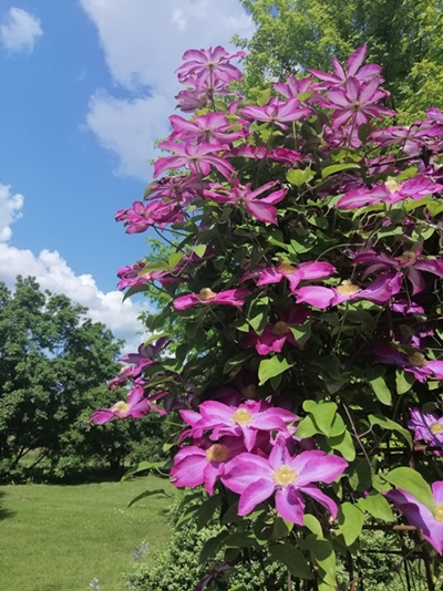 Mojca Stupica – Okrasni sreboti v čudoviti vijolični barvi