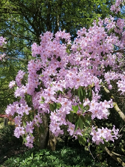 Mojca Stupica – Rododendron tisočih cvetov