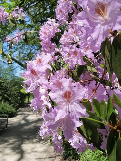 Mojca Stupica – Rododendron v razkošnem cvetenju