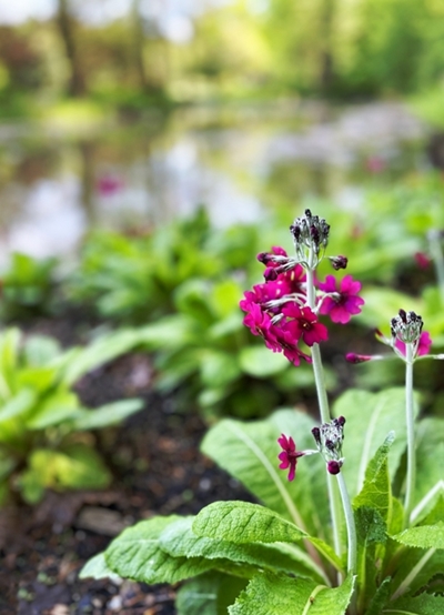 Špela Kragelj Bračko – Jegliči ob jezercu