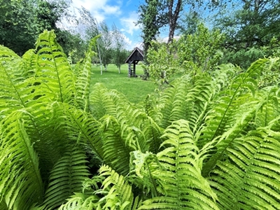 Špela Kragelj Bračko – Kozolček