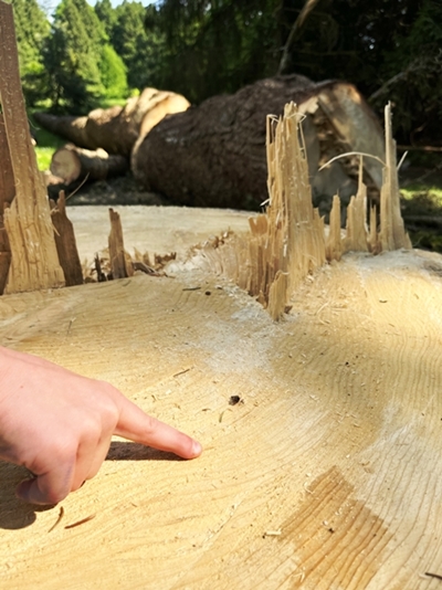 Špela Kragelj Bračko – Štejemo letnice