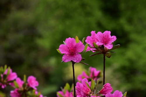 Tanja Letnar – Cvetimo