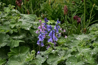 Tanja – Letnar po dežju