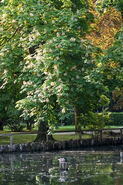 Tomaž Žnidarič – Cvetoči kostanj ob jezeru