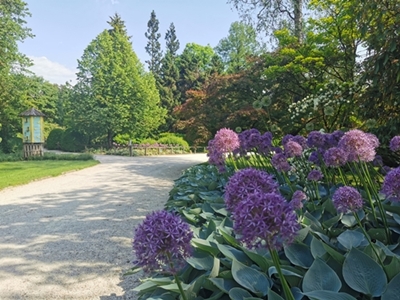 Urška Tavčar – V družbi violičnih