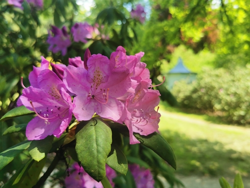 Urška Tavčar – V senci dreves