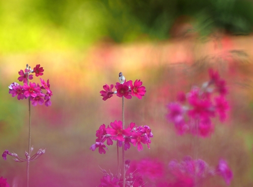 Vekoslav Rajh – Dotik sonca