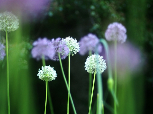 Vekoslav Rajh – Pomladni plesalci
