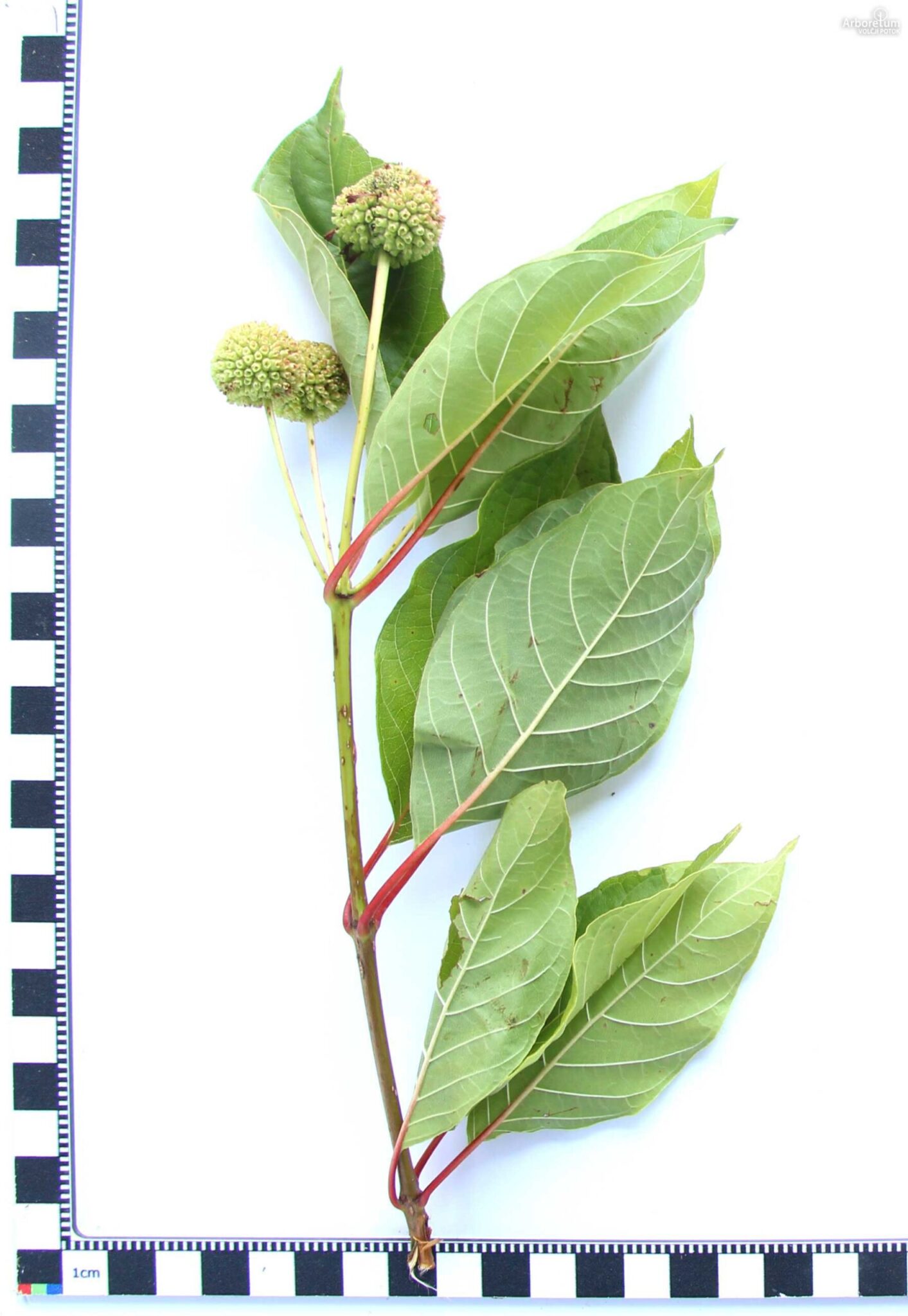 Cephalanthus occidentalis 