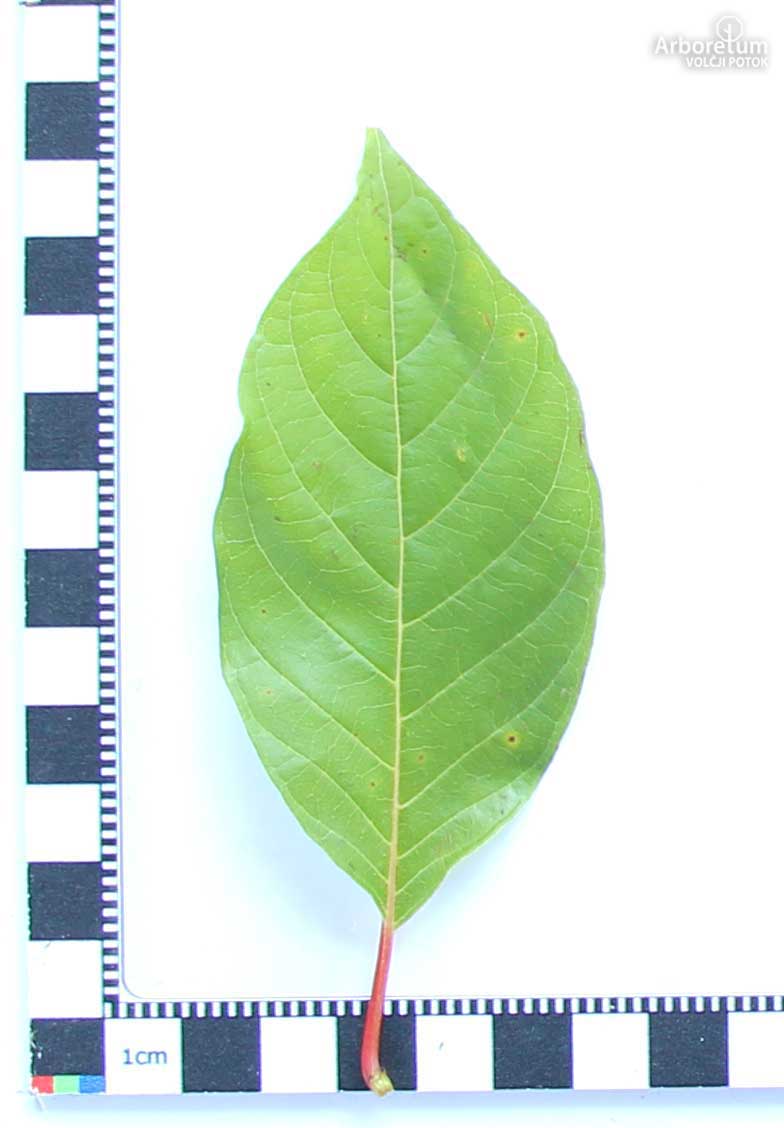 Cephalanthus occidentalis 