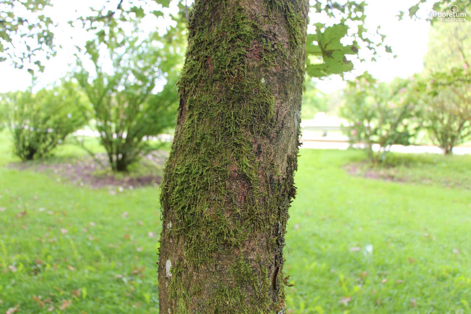 Acer pseudoplatanus 'Brilliantissimum' 