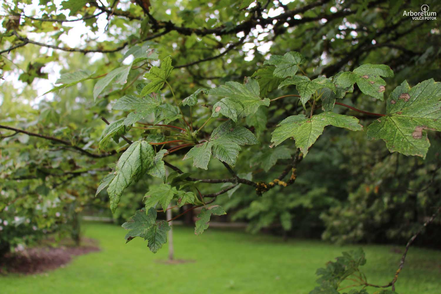 Acer pseudoplatanus 'Brilliantissimum' 