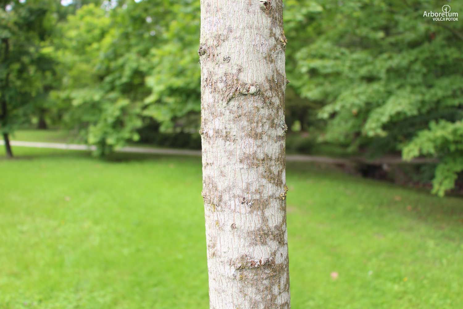 Acer platanoides 'Cucullatum' 