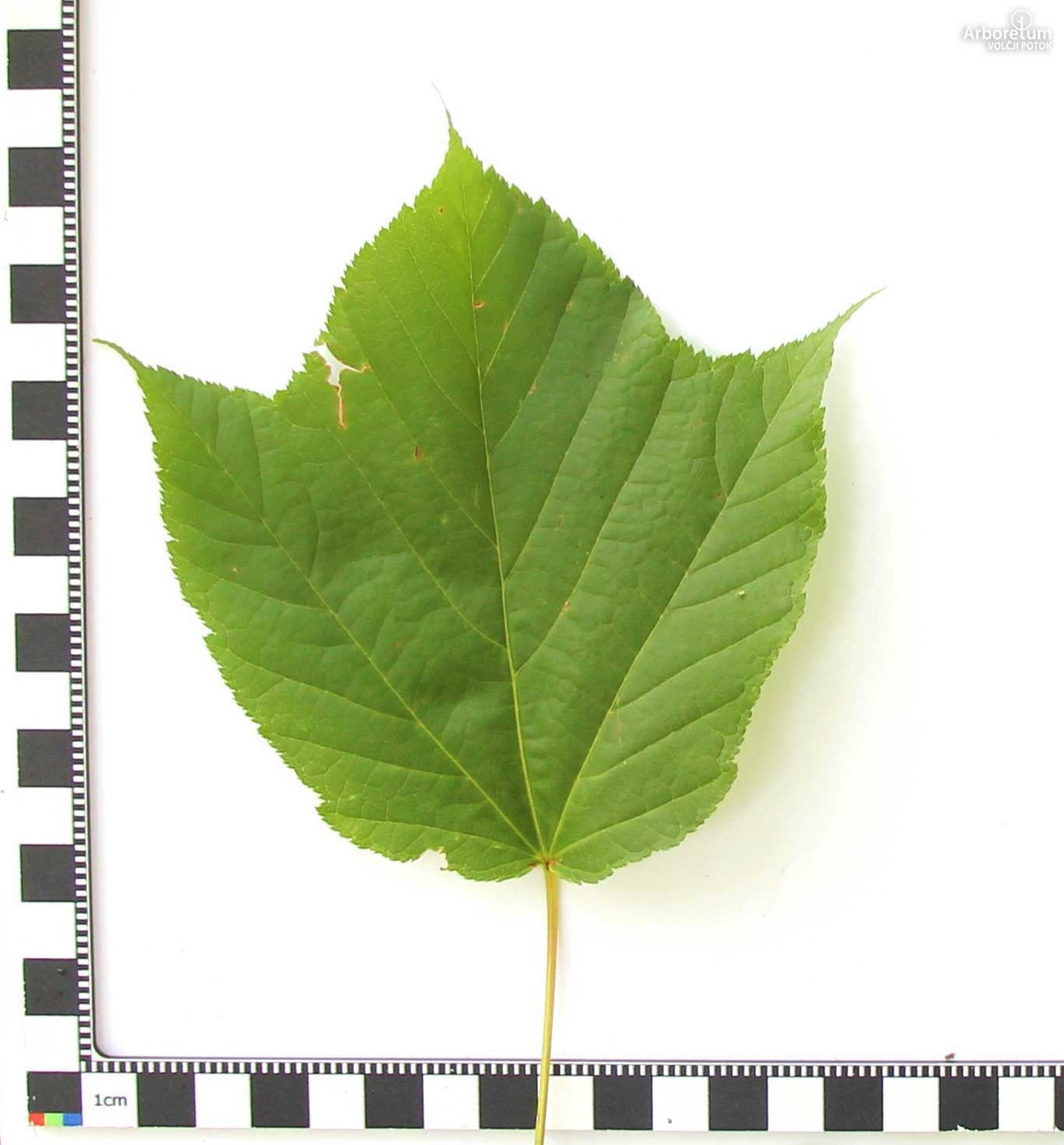 Acer davidii subsp. grosseri 