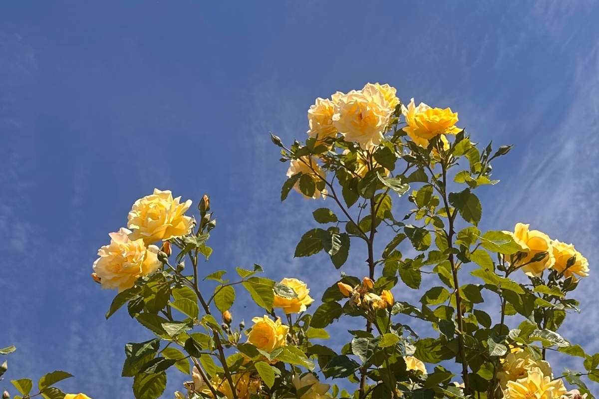 Rumene vrtnice in listje proti modremu nebu v Arboretumu Volčji Potok, čuječa fotografija v naravi