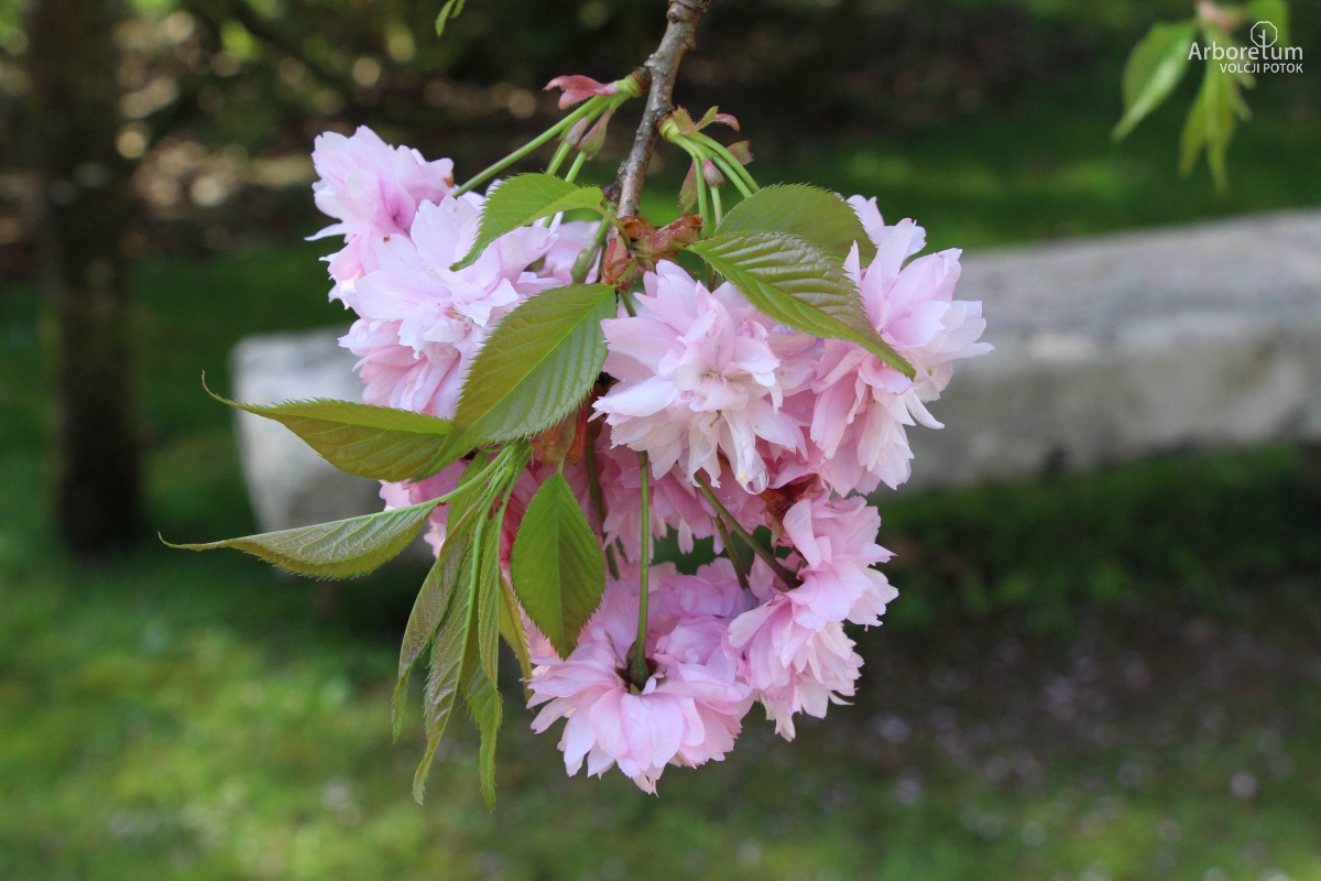 B-2-4_Prunus serrulata ‘Kiku-shidare-zakura’_c3