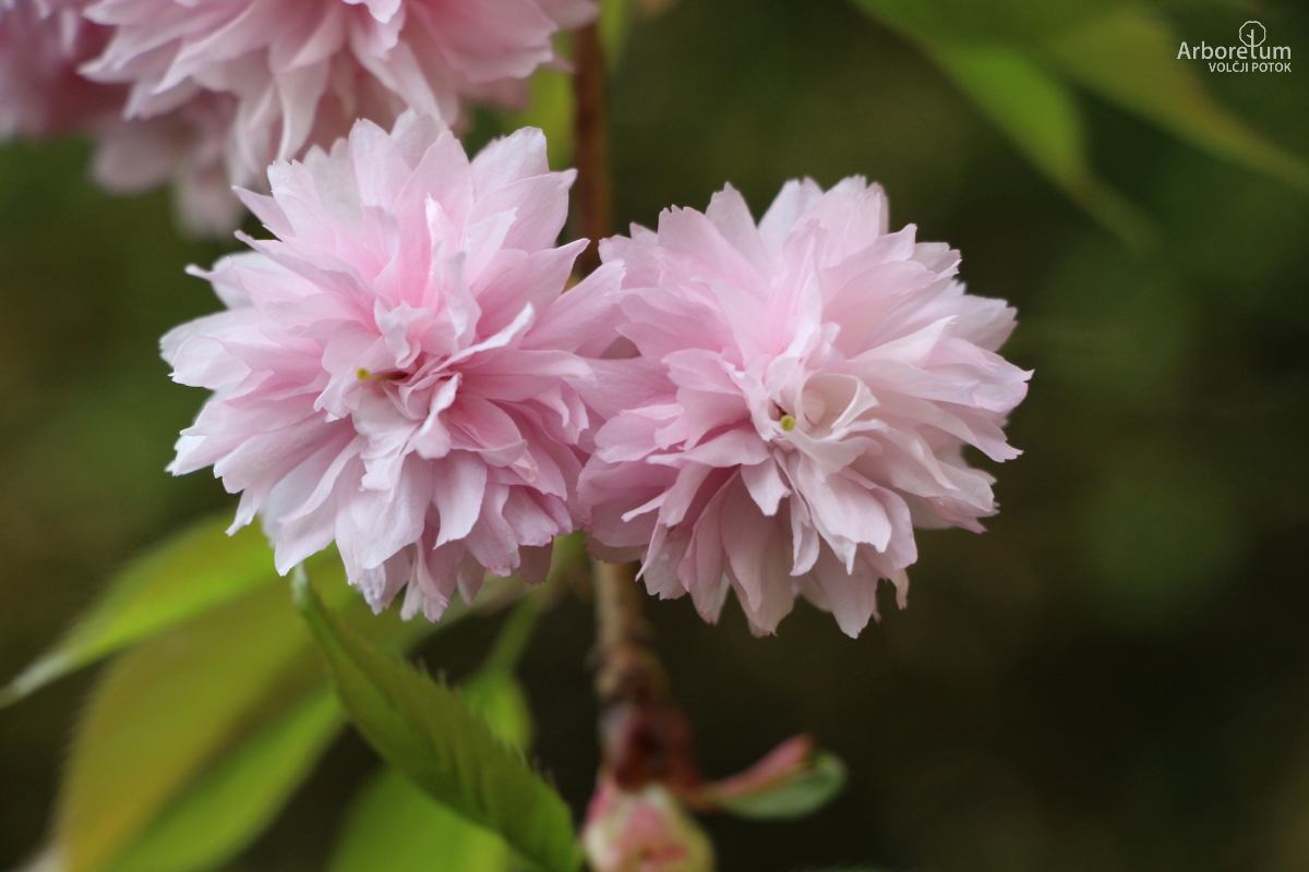 B-2-4_Prunus serrulata ‘Kiku-shidare-zakura’_c4