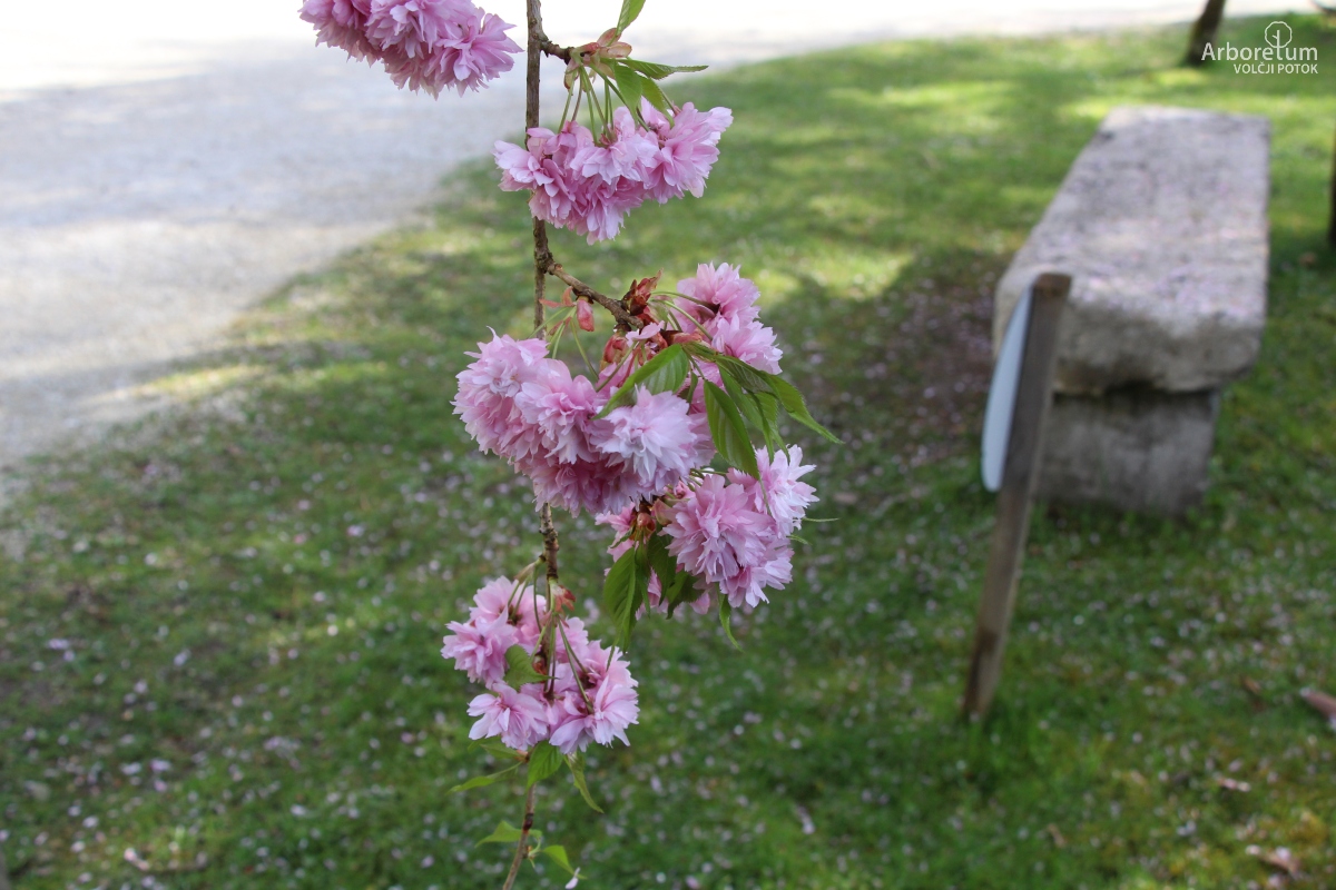 B-2-4_Prunus serrulata ‘Kiku-shidare-zakura’_c5