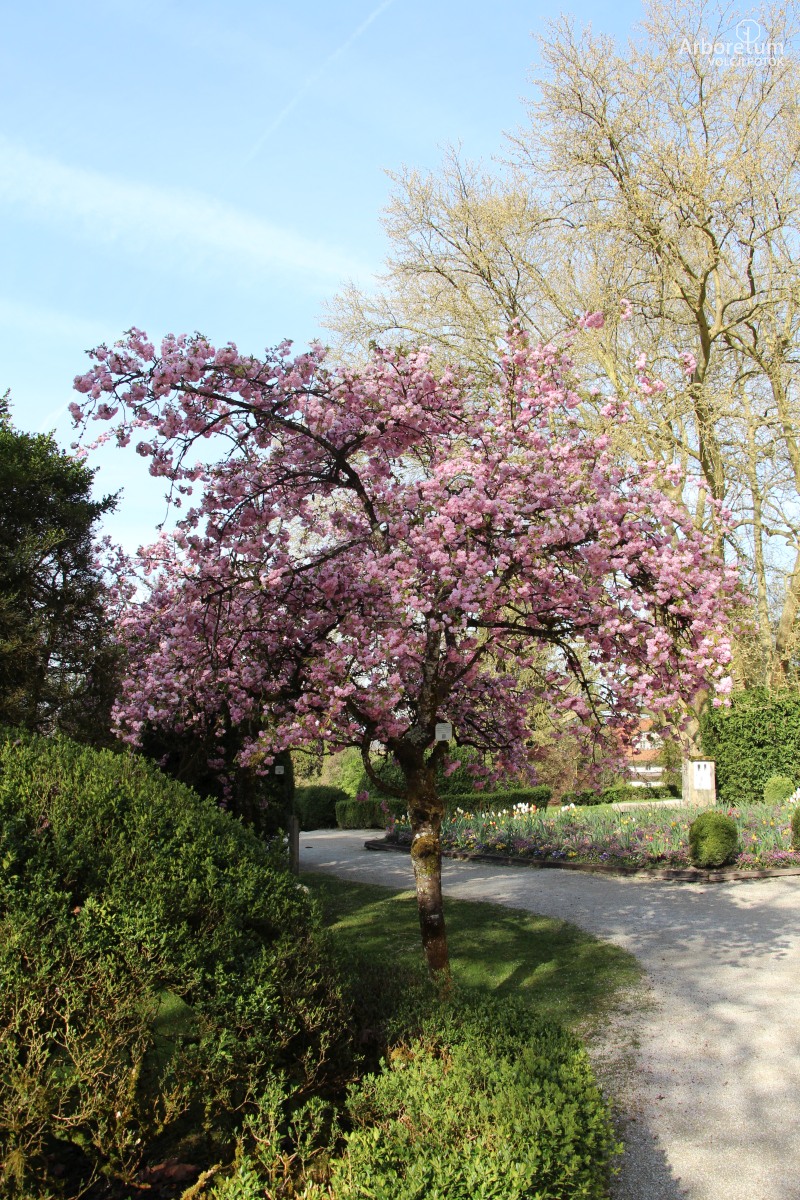 B-2-5_Prunus serrulata ‘Kiku-shidare-zakura’_h4