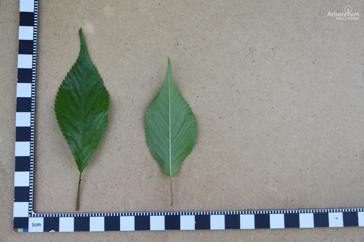 B-2-5_Prunus serrulata ‘Kiku-shidare-zakura’_l16_maj