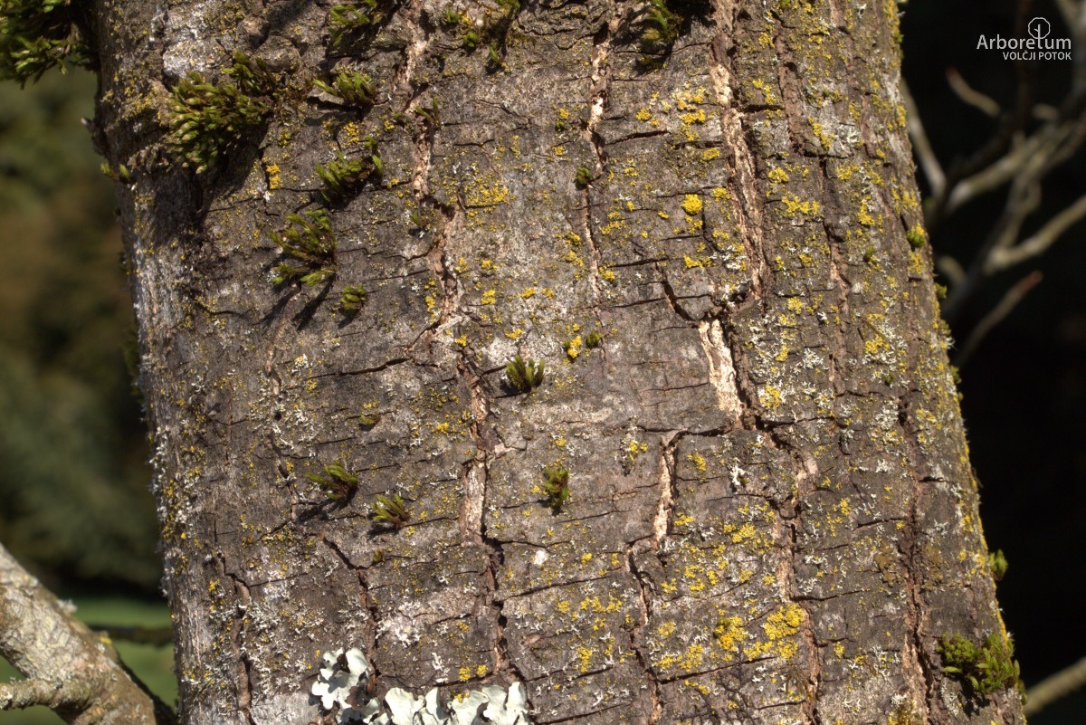 K-3-25_Liquidambar styraciflua ‘Worplesdon’_d5