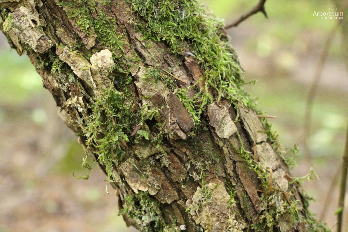 A-1-37_Malus pumila_d