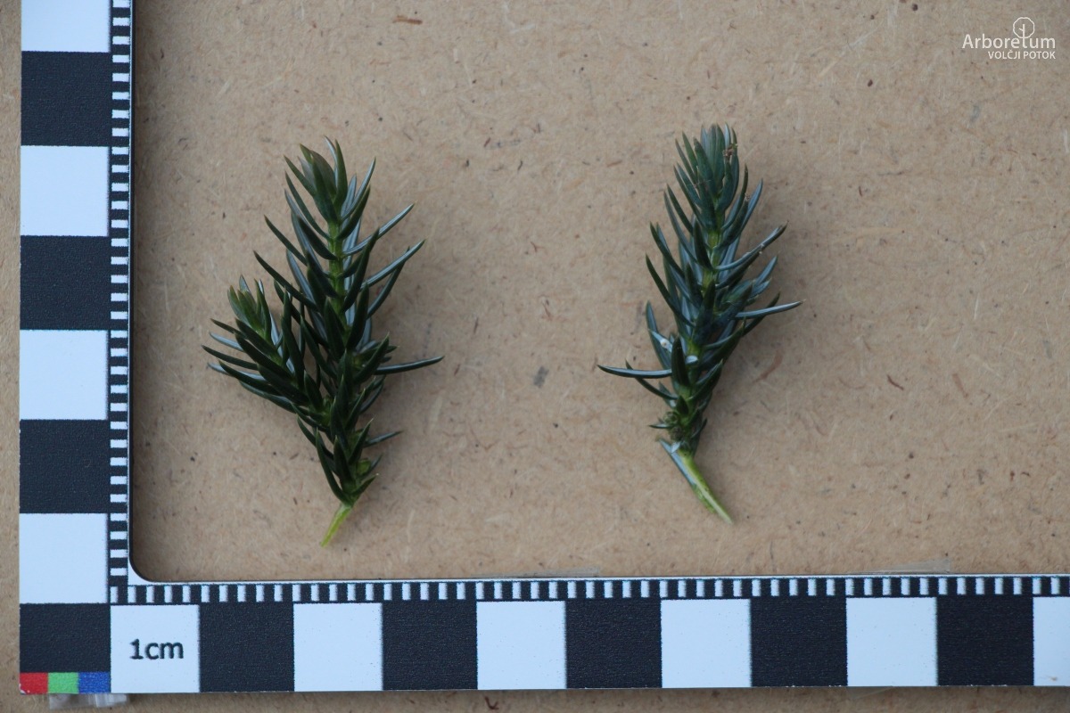 A-2-26_Juniperus squamata ‘Meyeri’_l5