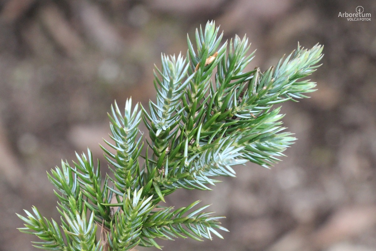 A-2-26_Juniperus squamata ‘Meyeri’_v10