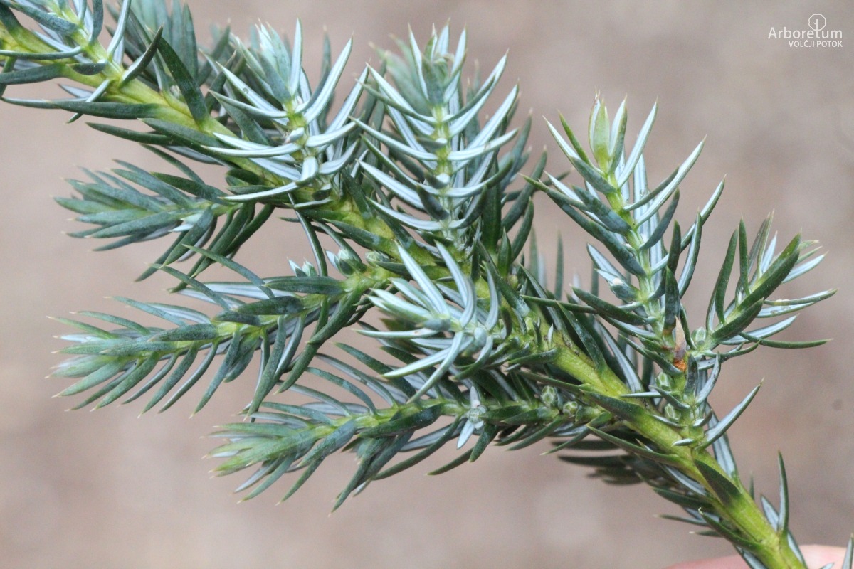 A-2-26_Juniperus squamata ‘Meyeri’_v11