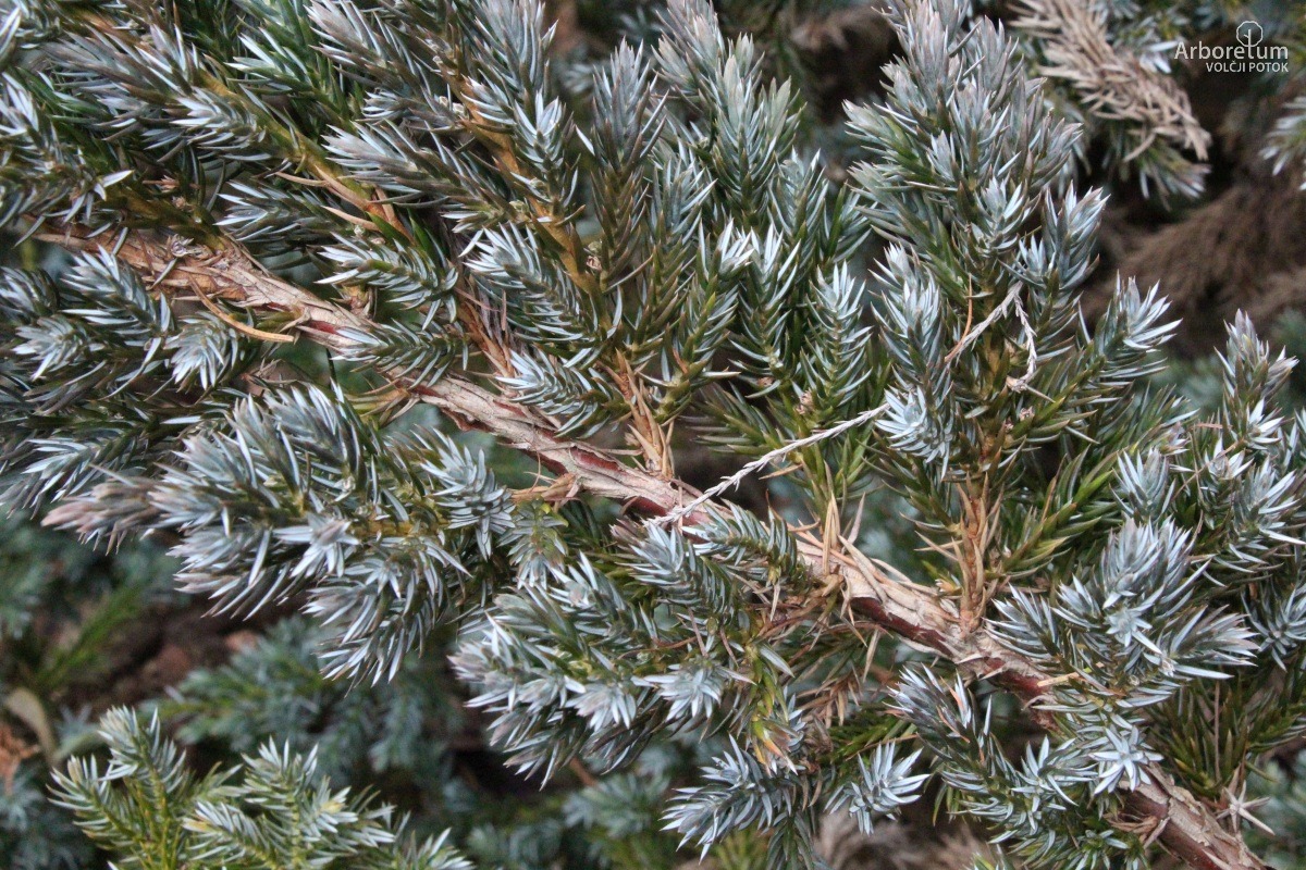A-2-26_Juniperus squamata ‘Meyeri’_v13
