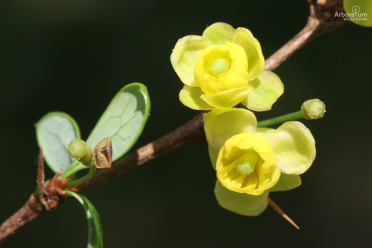 A-3-11_Berberis × media ‘Parkjuweel’_c10_april