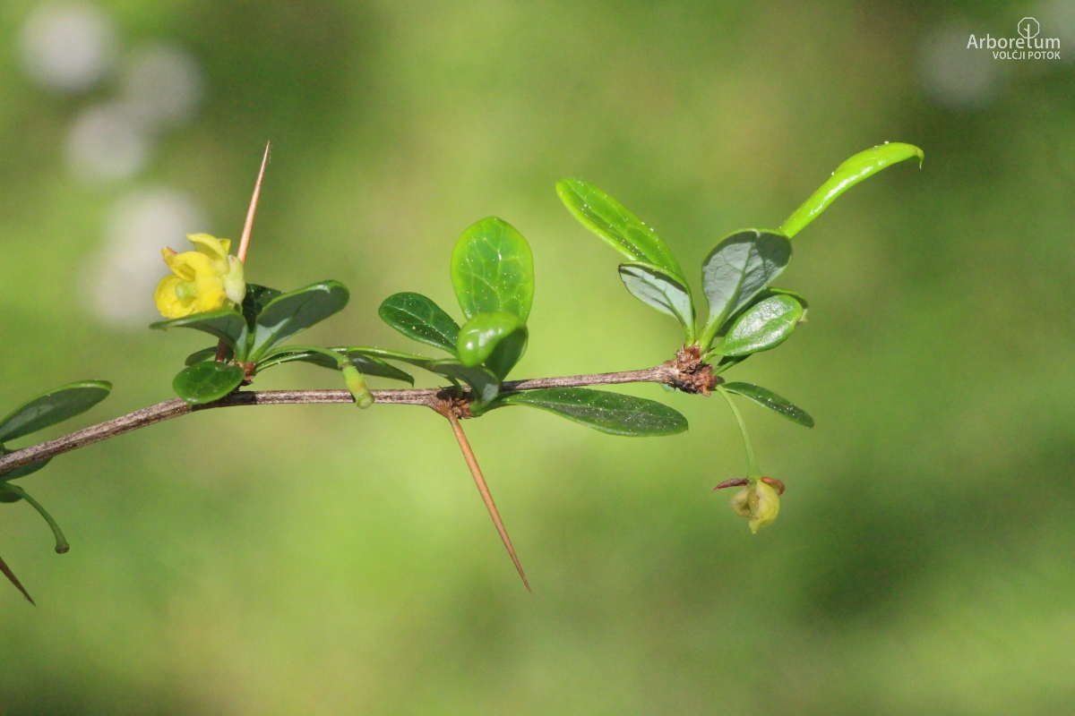 A-3-11_Berberis × media ‘Parkjuweel’_v10_april