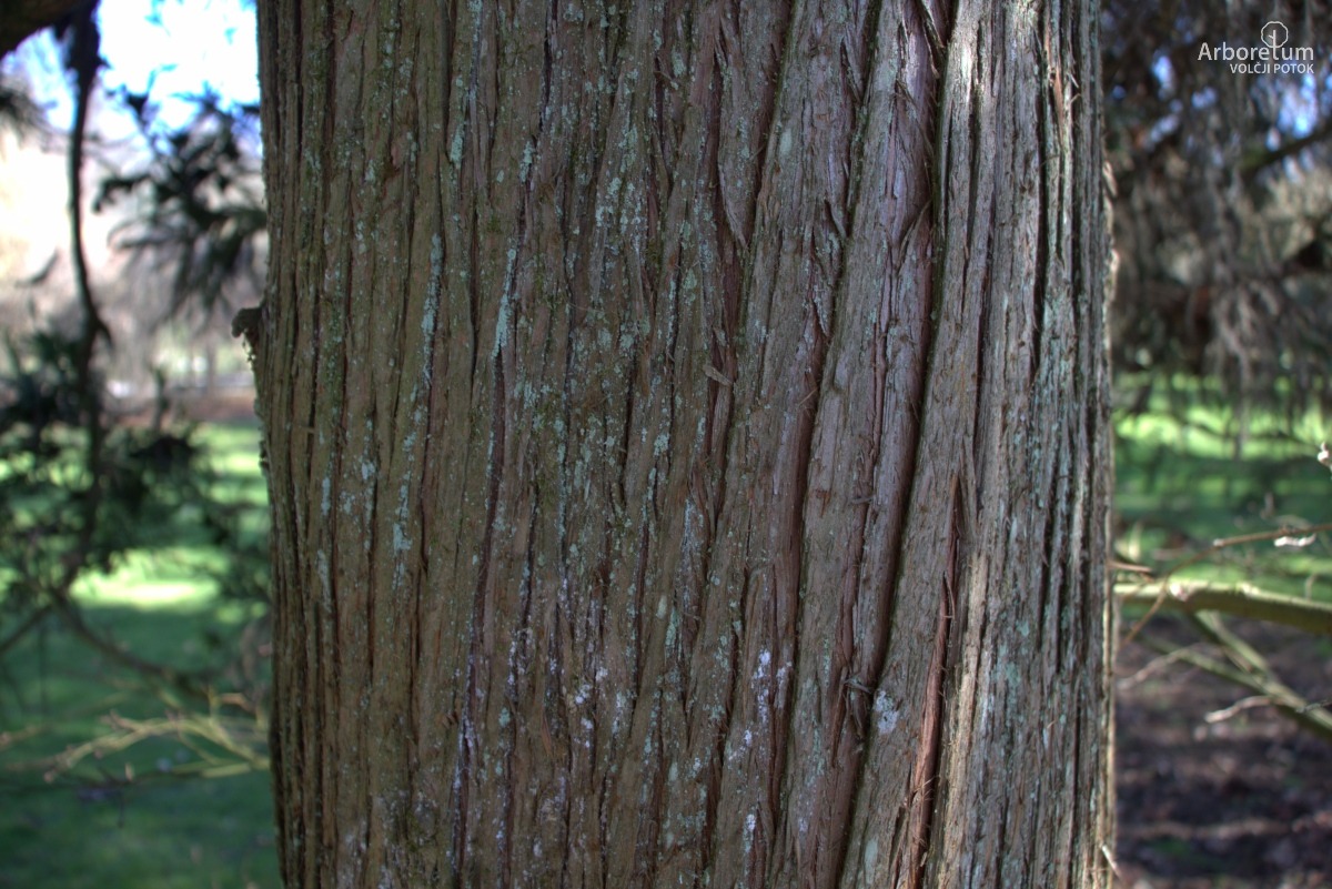 A-8-77_Cryptomeria japonica ‘Cristata’_d4