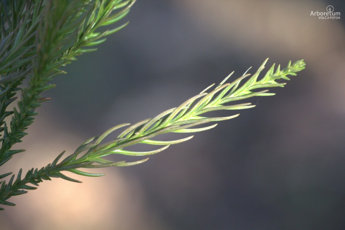 A-8-77_Cryptomeria japonica ‘Cristata’_v2