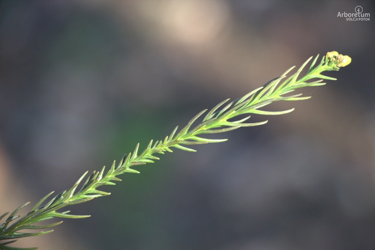 A-8-77_Cryptomeria japonica ‘Cristata’_v3