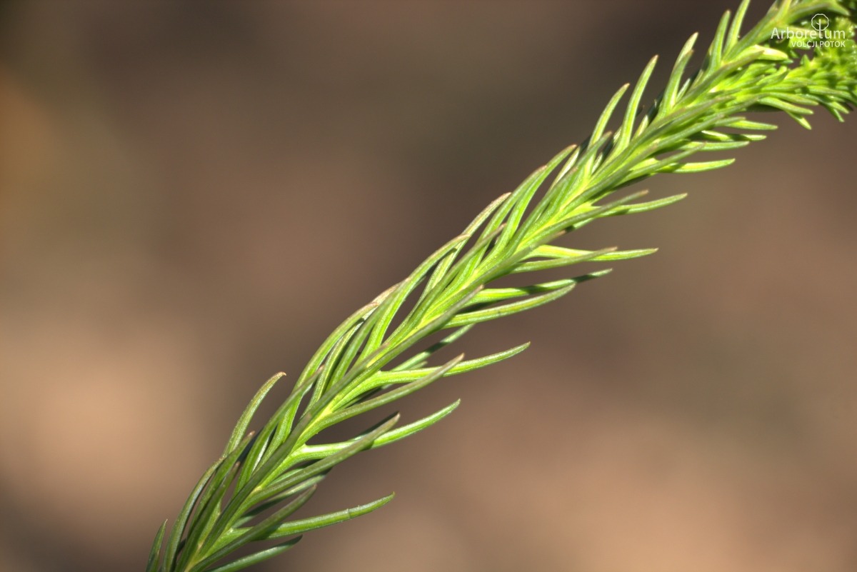 A-8-77_Cryptomeria japonica ‘Cristata’_v4