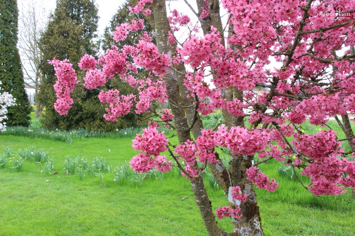 N-1-100_Prunus ‘Collingwood Ingram’-c5