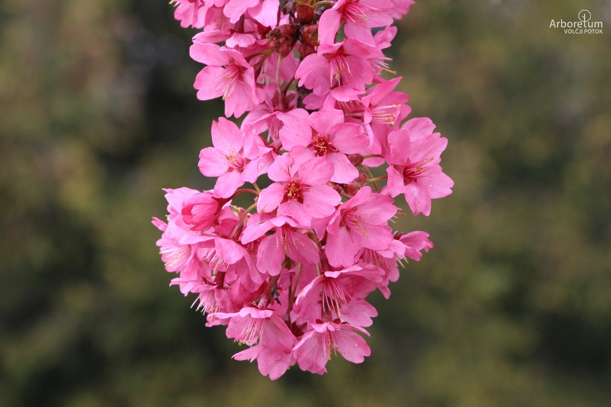 N-1-100_Prunus ‘Collingwood Ingram’-c6