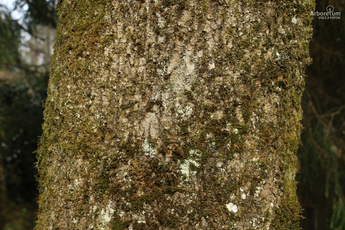 A-1-36_Fraxinus excelsior ‘Jaspidea’_d9