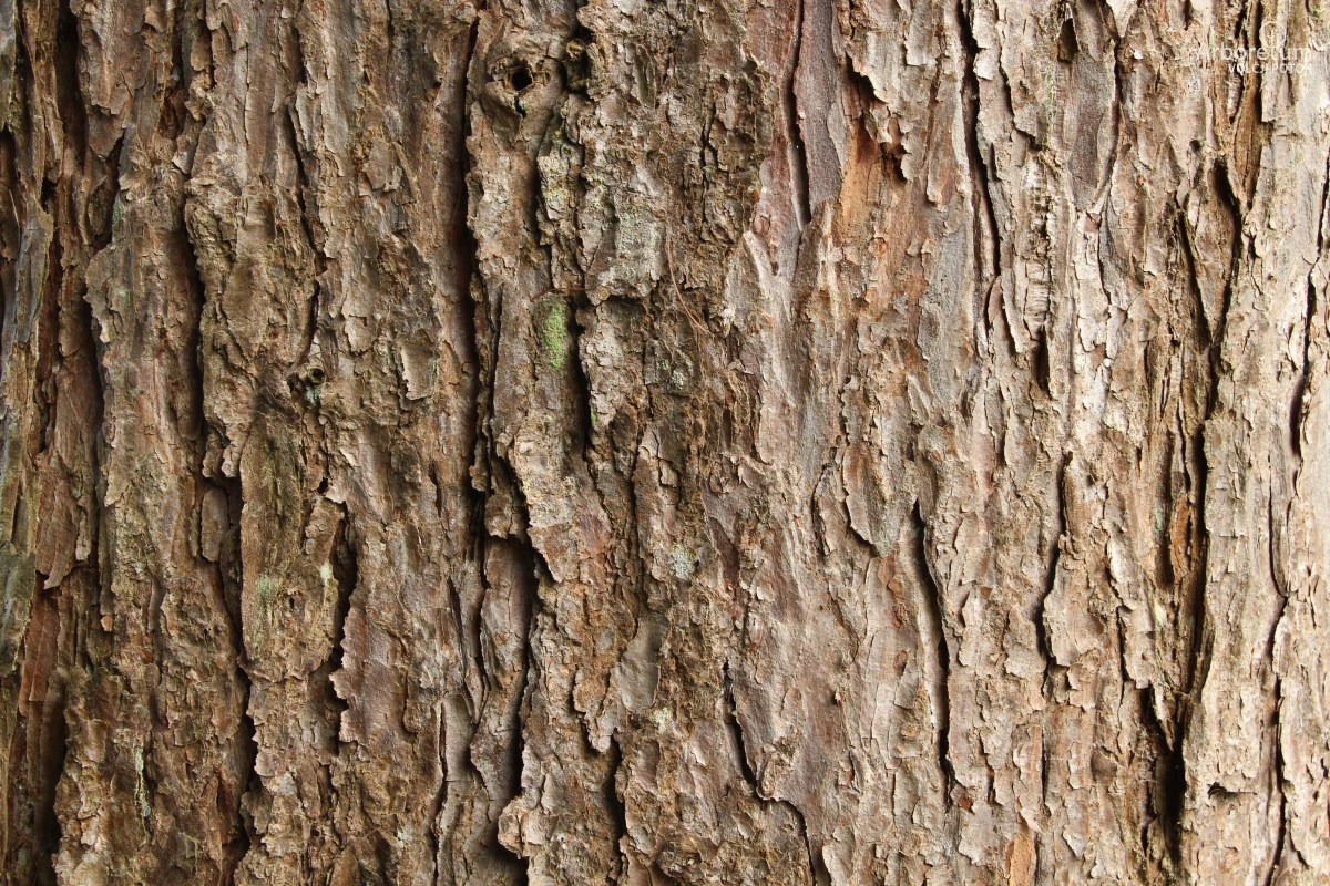 A-1-76_Larix × eurolepis_d5