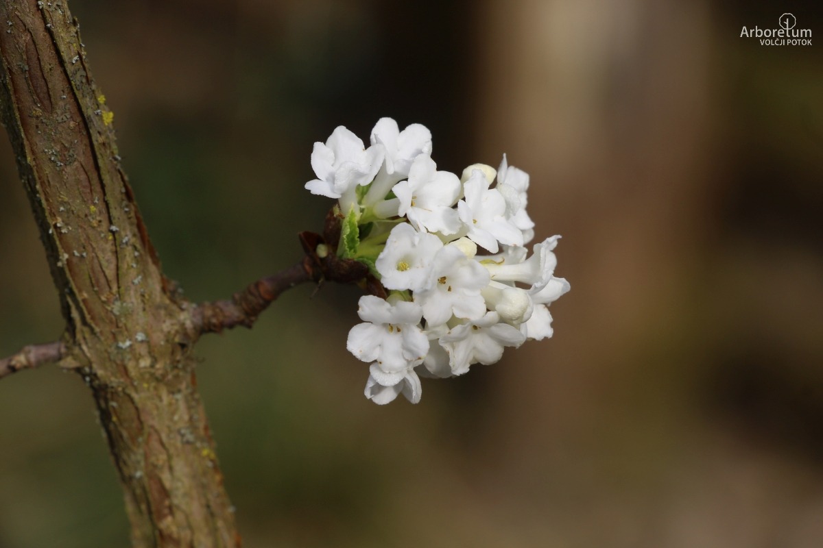 A-1-8_Viburnum farreri ‘Candidissimum’_c