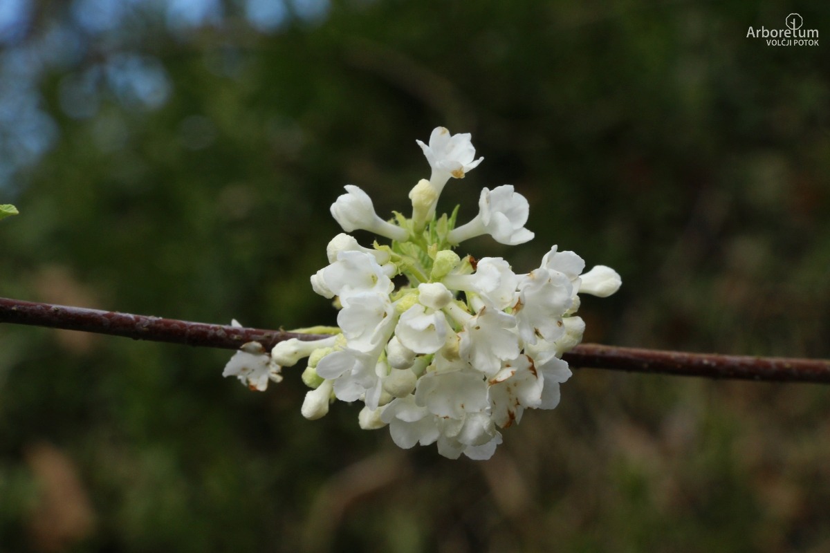A-1-8_Viburnum farreri ‘Candidissimum’_c3