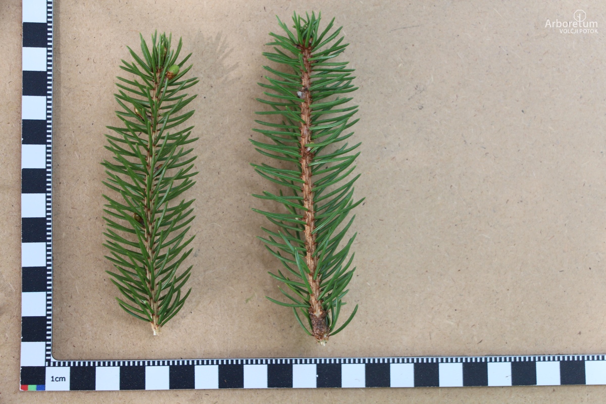A-3-15_Picea abies ‘Maxwellii’_l5_april