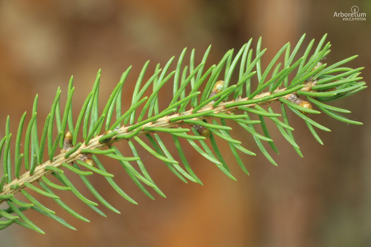 A-3-15_Picea abies ‘Maxwellii’_v10_april