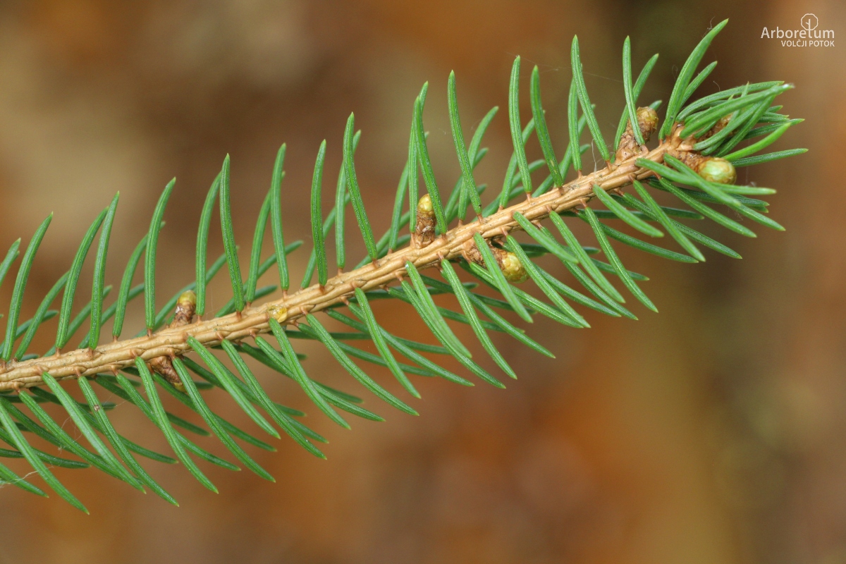 A-3-15_Picea abies ‘Maxwellii’_v11_april