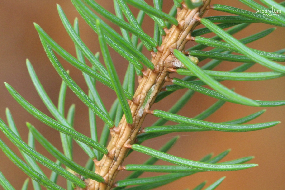 A-3-15_Picea abies ‘Maxwellii’_v13_april