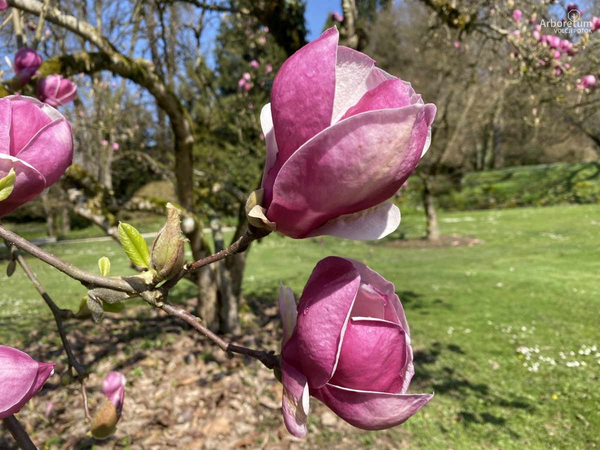 A-3-24-Magnolia × soulangeana ‘Rustica Rubra’_c