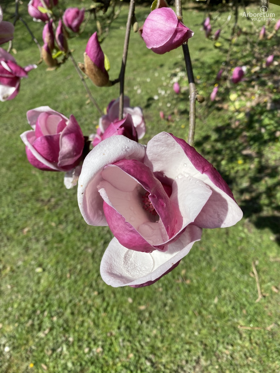 A-3-24-Magnolia × soulangeana ‘Rustica Rubra’_c2