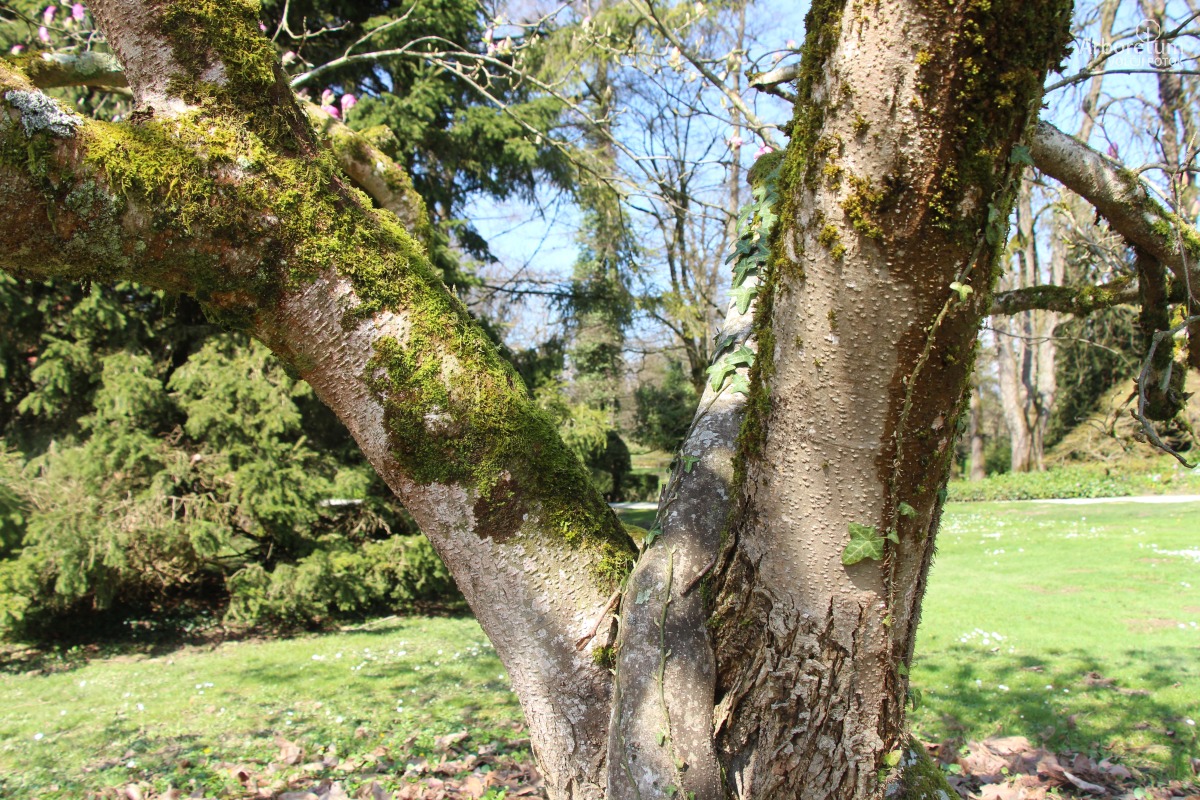 A-3-24-Magnolia × soulangeana ‘Rustica Rubra’_d